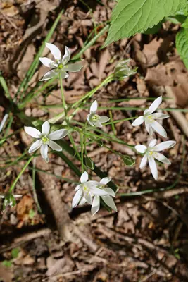 Flowers of California Woods Cincinnati May 2023za-2