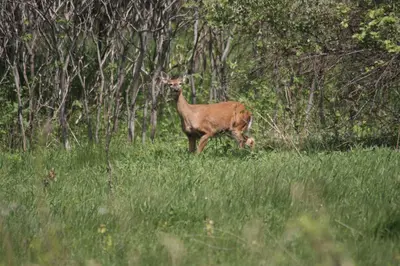 Deer @ Pike Lake - panoramio