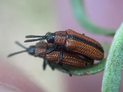 Pentispa suturalis
