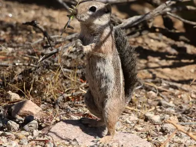 Ammospermophilus harrisii 133180416
