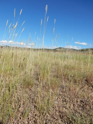 Elymus junceus (Psathyrostachys juncea) - 27967603116