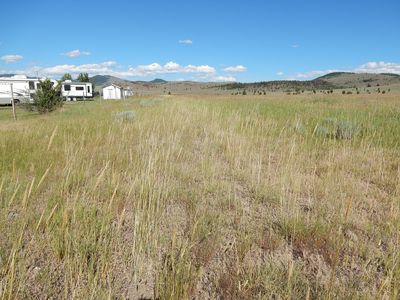 Elymus junceus (Psathyrostachys juncea) - 27967603426