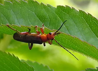 Cantharis rufa 4004030