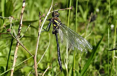 Somatochlora elongata 3973982