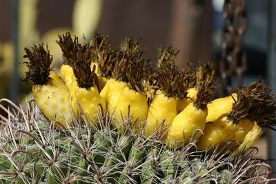 Ferocactus wislizenii