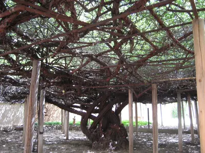 World's largest rose bush