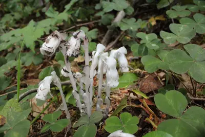 Monotropa uniflora humbug mt