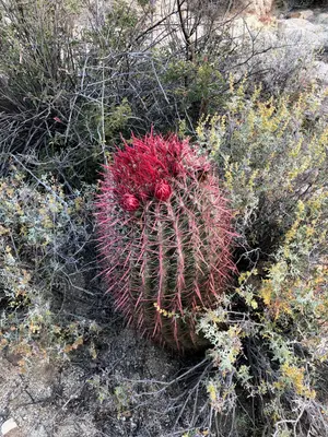Ferocactus gracilis 37