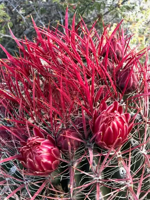 Ferocactus gracilis 38