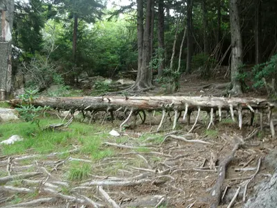 Root tangle - panoramio