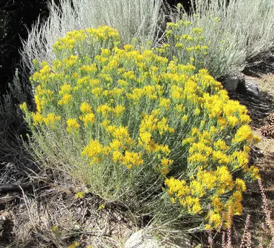 EricameriaNauseosa 8714