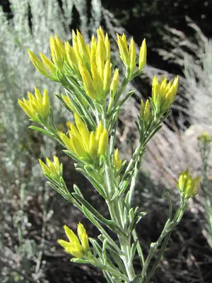 EricameriaNauseosa 8722