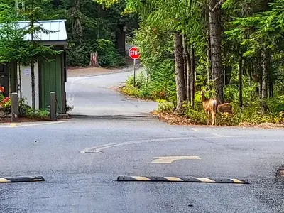Kachess campground