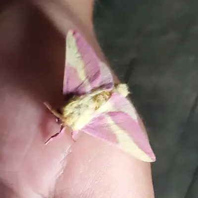 Rosy Maple Moth at Broad Creek Scout Reservation 20220726