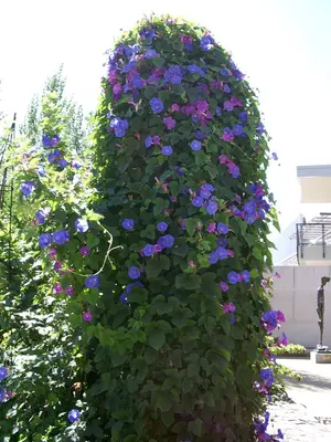 Morning glory at COPIA (5569577353)