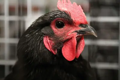 Chicken (18974285894)