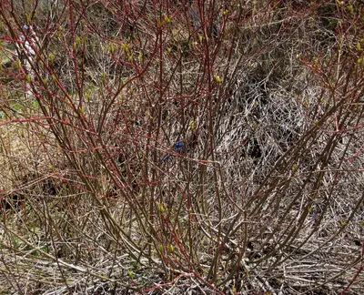 Steller's Jay - Flickr - brewbooks