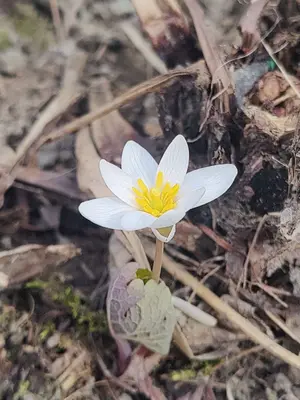 Sanguinaria canadensis 654288518