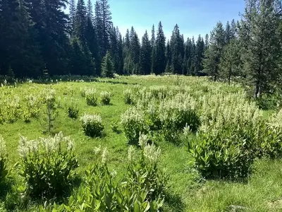 Target Meadows
