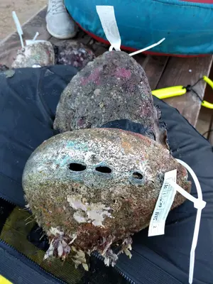 Abalone in Albion