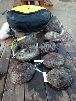 Abalone Catch