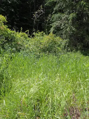 Bromus riparius - meadow brome - 53007135360
