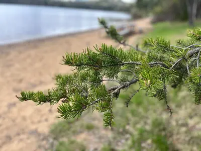 Jack Pine (Pinus banksiana) branch at Halfway Lake Provincial Park, ON