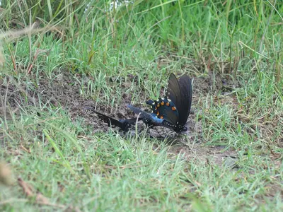 Butterflies - 2677894540