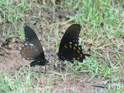 Butterflies - 2677895846