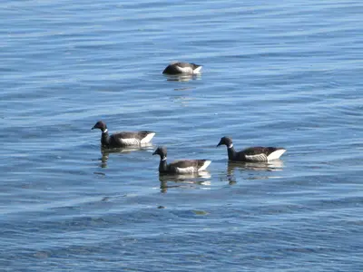 Brant Geese (16012889534)