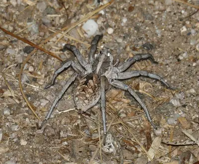 Hogna carolinensis female rear