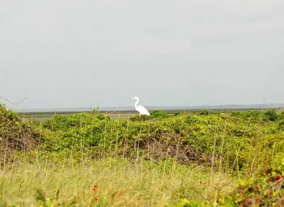 Core Banks - Egret - 2