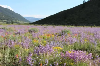 Wildflowers at Marshall Park Campground