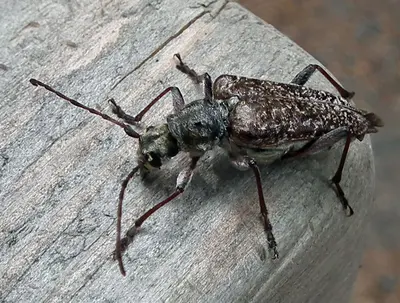 Anthophylax attenuatus