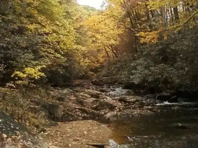 Laurel Fork at Dennis Cove Campground