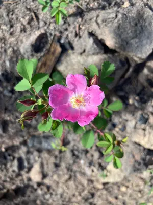 Rosa spithamea 126237777