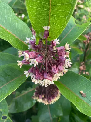 Fleurs d’asclépiades