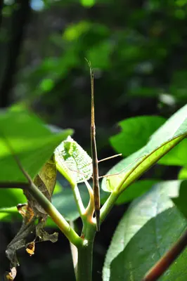 Stick insect from Las Pozas (7905317338)