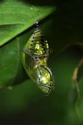 Shiny chrysalis (7905323352)