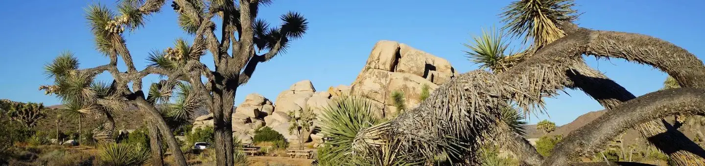 Ryan Campground at Joshua Tree National Park