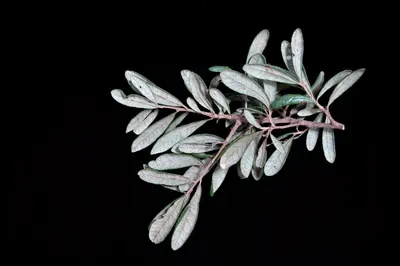 Quercus geminata (24166656195)