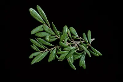 Quercus geminata (24075014402)