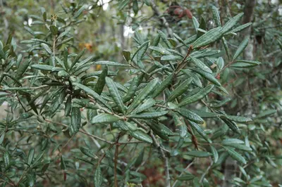 Quercus geminata (24116256701)