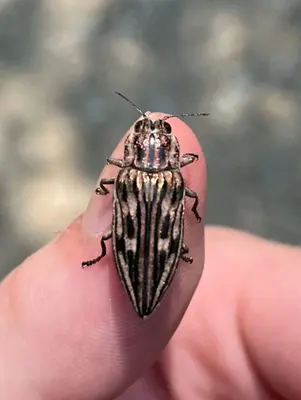 Chalcophora liberta on Thumb