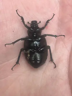 Osmoderma scabrum Ventral