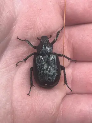 Osmoderma scabrum Dorsal