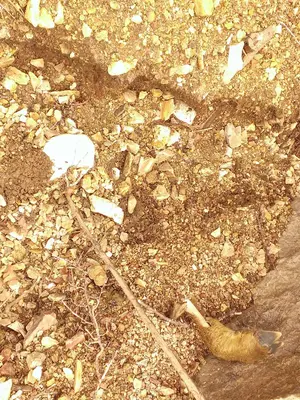 Mudslide bones and rubble Cimarron Canyon 2013