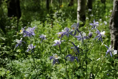 Flattops Flowers (6154238049)
