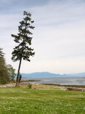 Daisies on the Georgia Strait (142617081)