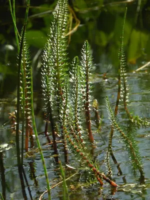 Hippuris vulgaris 218730710